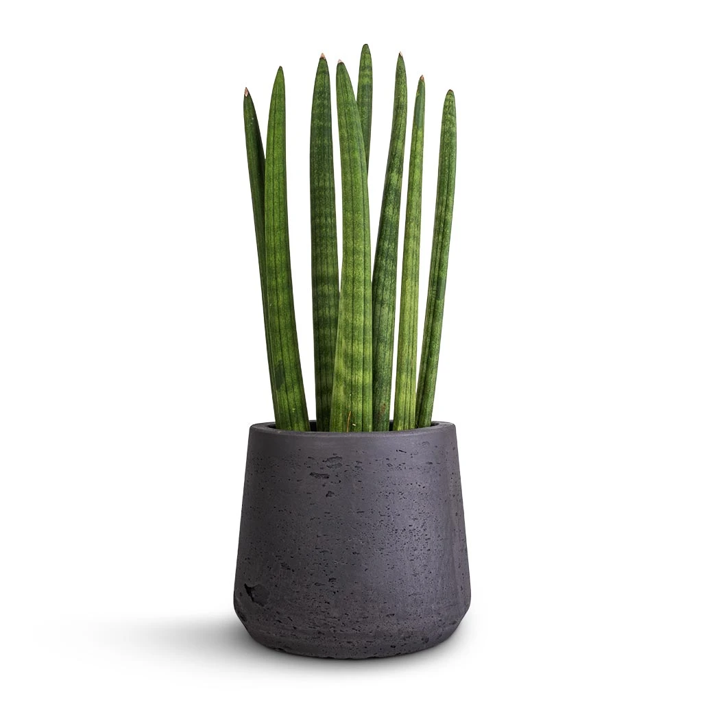 Patt Plant Pot - Black Washed 8 Patt Plant Pot - Black Washed - Image 6