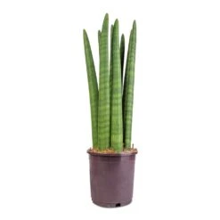 Sansevieria Cylindrica Straight - Cylindrical Snake Plant -Indoor Plants Store Sansevieria cylindrica Straight Cylindrical Snake Plant 15x50cm