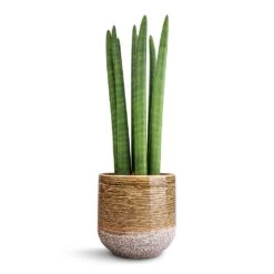 Sansevieria Cylindrica Straight - Cylindrical Snake Plant -Indoor Plants Store Sansevieria cylindrica Straight Cylindrical Snake Plant 15x50cm Issa Plant Pot Ochre 18x17cm