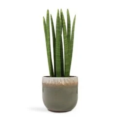 Sansevieria Cylindrica Straight - Cylindrical Snake Plant -Indoor Plants Store Sansevieria cylindrica Straight Cylindrical Snake Plant 17x60cm Tarra Plant Pot Forest 23x20cm ac02b3bd 0f2f 40f8 9bd0 79b7a1a5b2e2