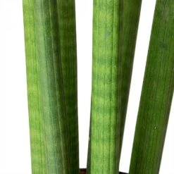 Sansevieria Cylindrica Straight - Cylindrical Snake Plant -Indoor Plants Store Sansevieria cylindrica Straight Cylindrical Snake Plant Stems