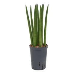 Sansevieria Cylindrica Straight - HydroCare -Indoor Plants Store Sansevieria cylindrica Straight Hydroculture Indoor Plant Small