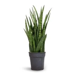 Sansevieria Kirkii - Star Sansevieria -Indoor Plants Store Sansevieria kirki Star Sansevieria