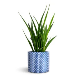 Lazzaro Plant Pot - Navy Garland 11 Lazzaro Plant Pot - Navy Garland -Indoor Plants Store Sansevieria kirkii Star Sansevieria 12x40cm Lazzaro Plant Pot Navy Garland 15x13cm