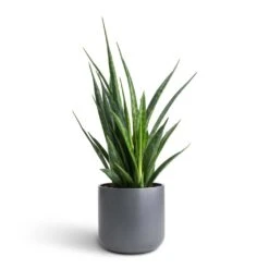 Sansevieria Kirkii - Star Sansevieria -Indoor Plants Store Sansevieria kirkii Star Sansevieria 12x40cm Lisbon Plant Pot Charcoal 13x13cm