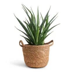 Sansevieria Kirkii - Star Sansevieria -Indoor Plants Store Sansevieria kirkii Star Sansevieria 12x40cm Nelis Plant Basket Natural 16x16cm
