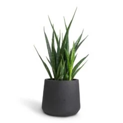 Sansevieria Kirkii - Star Sansevieria -Indoor Plants Store Sansevieria kirkii Star Sansevieria 12x40cm Patt Plant Pot Black Washed 17x14cm