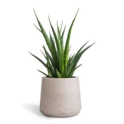 Patt Plant Pot - Grey Washed 34 Patt Plant Pot - Grey Washed -Indoor Plants Store Sansevieria kirkii Star Sansevieria 12x40cm Patt Plant Pot Grey Washed 17x14cm 801fea47 406e 420d 98ec 16cde8145d6e