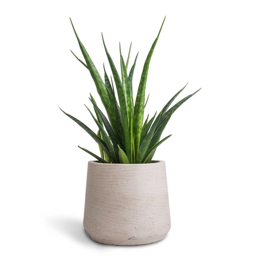 Patt Plant Pot - Grey Washed 15 Patt Plant Pot - Grey Washed - Image 13