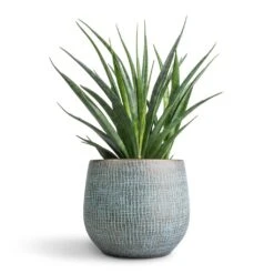 Ryan Plant Pot - Blue Gold -Indoor Plants Store Sansevieria kirkii Star Sansevieria 12x40cm Ryan Plant Pot Blue Gold 18x16cm f7e59b6f fb91 4054 a494 554d273431c9