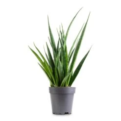 Sansevieria Kirkii - Star Sansevieria -Indoor Plants Store Sansevieria kirkii Star Sansevieria 12x40cm 9e5912c2 2f76 4635 bd61 0503655eb881