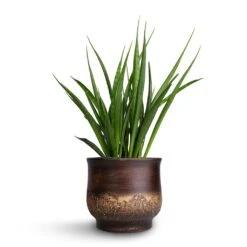Sansevieria Kirkii - Star Sansevieria -Indoor Plants Store Sansevieria kirkii Star Sansevieria 15x50cm Aico Plant Pot Shiny Brown 18x16cm