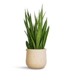 Aurora Terrazzo Handle Plant Pot - Oat -Indoor Plants Store Sansevieria kirkii Star Sansevieria 15x50cm Aurora Terrazzo Handle Plant Pot Oat 19x17cm