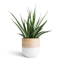 Bamboo Plant Pot - White -Indoor Plants Store Sansevieria kirkii Star Sansevieria 15x50cm Bamboo Plant Pot White 19x19cm 7c36d11f 9927 4d8e b43d 8da767f9146b