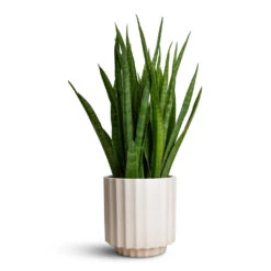 Bourton Scalloped Plant Pot - Ivory -Indoor Plants Store Sansevieria kirkii Star Sansevieria 15x50cm Bourton Scalloped Plant Pot Ivory 18x18cm