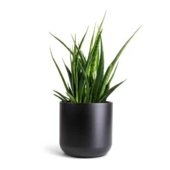 Sansevieria Kirkii - Star Sansevieria -Indoor Plants Store Sansevieria kirkii Star Sansevieria 15x50cm Lisbon Plant Pot Anthracite 19x19cm