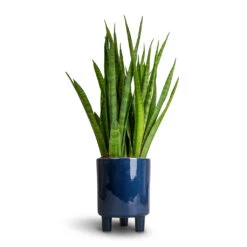 Sansevieria Kirkii - Star Sansevieria -Indoor Plants Store Sansevieria kirkii Star Sansevieria 15x50cm Pisa Plant Pot Navy 16x19cm 53ca1365 95d0 41e8 aa9e b17140d52fac