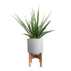 Sansevieria Kirkii - Star Sansevieria -Indoor Plants Store Sansevieria kirkii Star Sansevieria 15x50cm Vigo Plant Pot with Wooden Stand Concrete Grey 19x29cm