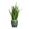 Sansevieria Kirkii - Star Sansevieria -Indoor Plants Store Sansevieria kirkii Star Sansevieria 17x50cm Kaat Plant Pot Green 20x20cm