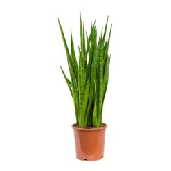 Sansevieria Kirkii - Star Sansevieria -Indoor Plants Store Sansevieria kirkii Star Sansevieria 17x75cm