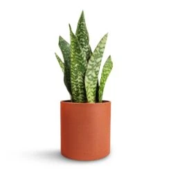 Puk Refined Planter - Canyon Orange 16 Puk Refined Planter - Canyon Orange -Indoor Plants Store Sansevieria masoniana Dragon Snake Plant 12x40cm Puk Refined Planter Canyon Orange 15x15cm 488df18d 304f 4ba7 8f37 b3f2d3f50b9b