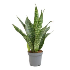 Sansevieria Masoniana Dragon - Snake Plant -Indoor Plants Store Sansevieria masoniana Dragon Snake Plant 14x50cm