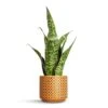 Sansevieria Masoniana Dragon - Snake Plant -Indoor Plants Store Sansevieria masoniana Dragon Snake Plant 14x50cm Thies Plant Pot Mustard 17x15cm