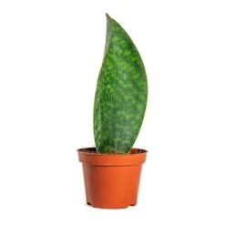 Sansevieria Masoniana Victoria - Shark Fin Snake Plant -Indoor Plants Store Sansevieria masoniana Victoria Shark Fin