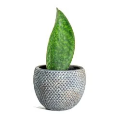 Sansevieria Masoniana Victoria - Shark Fin Snake Plant -Indoor Plants Store Sansevieria masoniana Victoria Shark Fin Fay Plant Pot Blue Gold