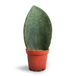 Sansevieria Masoniana Victoria - Shark Fin Snake Plant -Indoor Plants Store Sansevieria masoniana Victoria Shark Fin Snake Plant 10x30cm