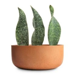 Eav Refined Plant Bowl - Canyon Orange -Indoor Plants Store Sansevieria masoniana Victoria Shark Fin Snake Plant 10x30cm Eav Refined Plant Bowl Canyon Orange 27x11.5cm