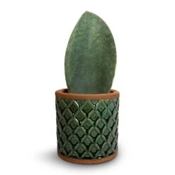 Sansevieria Masoniana Victoria - Shark Fin Snake Plant -Indoor Plants Store Sansevieria masoniana Victoria Shark Fin Snake Plant 10x30cm Liam Plant Pot Turquoise 14x14cm