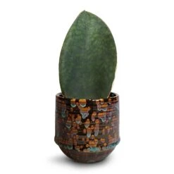 Sansevieria Masoniana Victoria - Shark Fin Snake Plant -Indoor Plants Store Sansevieria masoniana Victoria Shark Fin Snake Plant 10x30cm Noud Plant Pot Marrakesh 14x13cm