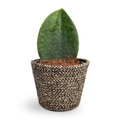 Sansevieria Masoniana Victoria - Shark Fin Snake Plant -Indoor Plants Store Sansevieria masoniana Victoria Shark Fin Snake Plant 10x30cm Selin Plant Basket Black Weave 15x12cm 868ed301 5f53 403c bda6 69cf4f56b641
