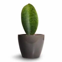 Sansevieria Masoniana Victoria - Shark Fin Snake Plant -Indoor Plants Store Sansevieria masoniana Victoria Shark Fin Snake Plant 10x30cm Sven Plant Pot Smoke 13x11cm 4945c3c7 5ce4 47cf beb9 827fd06eb49b