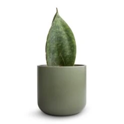 Sansevieria Masoniana Victoria - Shark Fin Snake Plant -Indoor Plants Store Sansevieria masoniana Victoria Shark Fin Snake Plant 10x30cmLisbon Plant Pot Sage 13x13cm 2 fbeb66c1 16b9 4476 8c8b 0d68632f13e5