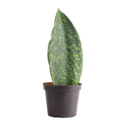 Sansevieria Masoniana Victoria - Shark Fin Snake Plant -Indoor Plants Store Sansevieria masoniana Victoria Shark Fin Snake Plant 12x40cm