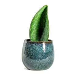 Sansevieria Masoniana Victoria - Shark Fin Snake Plant -Indoor Plants Store Sansevieria masoniana Victoria Shark Fin odile petrol plant pot