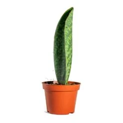 Sansevieria Masoniana Victoria - Shark Fin Snake Plant -Indoor Plants Store Sansevieria masoniana Victoria Shark Fin side