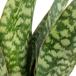Sansevieria Masoniana Dragon - Snake Plant -Indoor Plants Store Sansevieria masoniana Dragon SWATCH