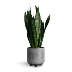 Sansevieria Trifasciata Black Coral - Snake Plant 29 Sansevieria Trifasciata Black Coral - Snake Plant -Indoor Plants Store Sansevieria trifasciata Black Coral Snake Plant 14x50cm Denise Plant Pot Of White 17x17cm