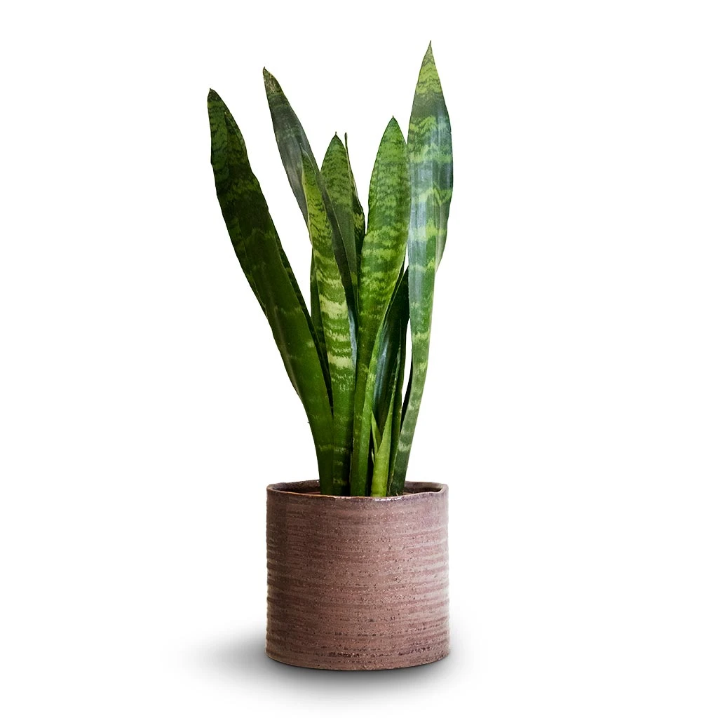 Sansevieria Trifasciata Black Coral - Snake Plant 17 Sansevieria Trifasciata Black Coral - Snake Plant - Image 15