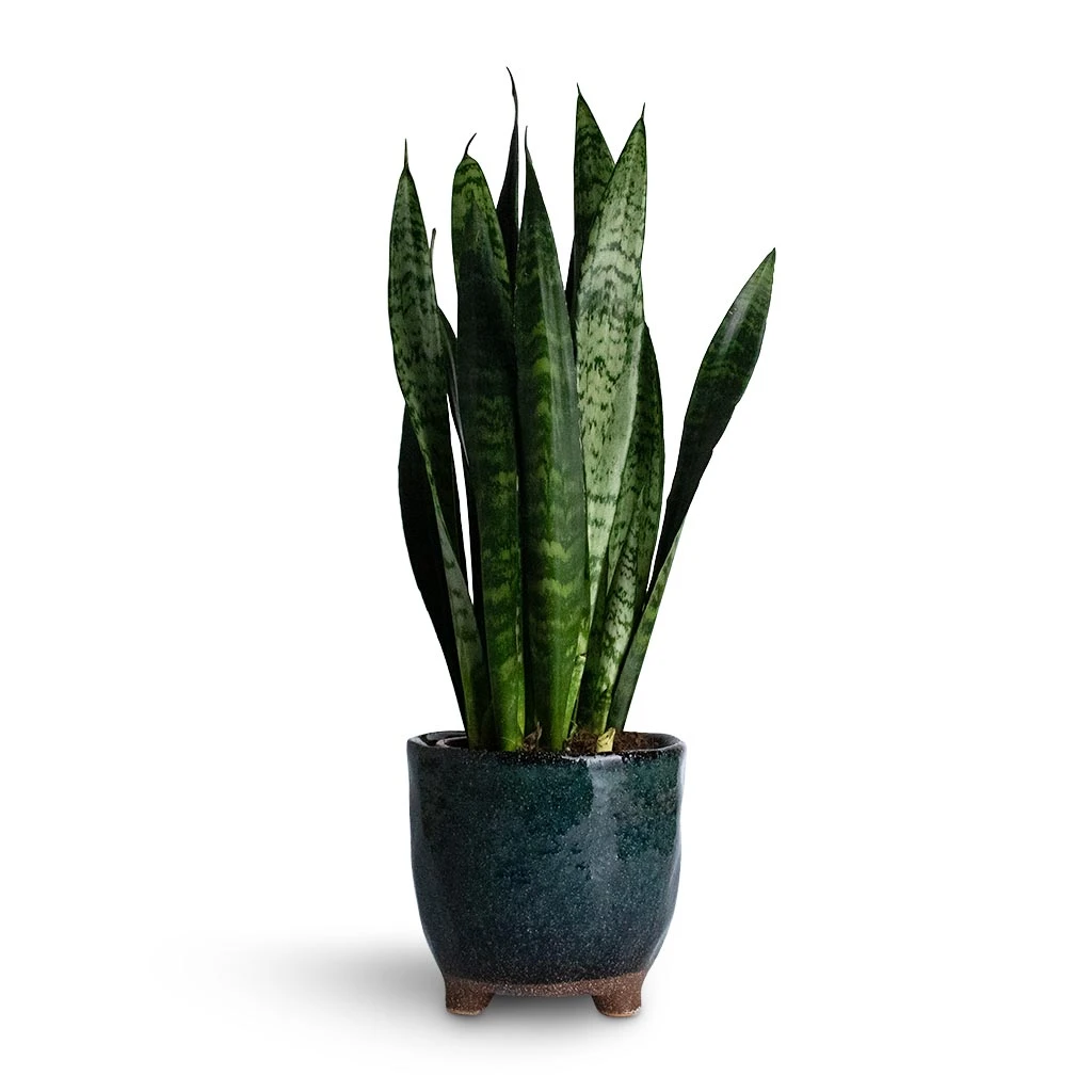 Sansevieria Trifasciata Black Coral - Snake Plant 14 Sansevieria Trifasciata Black Coral - Snake Plant - Image 12