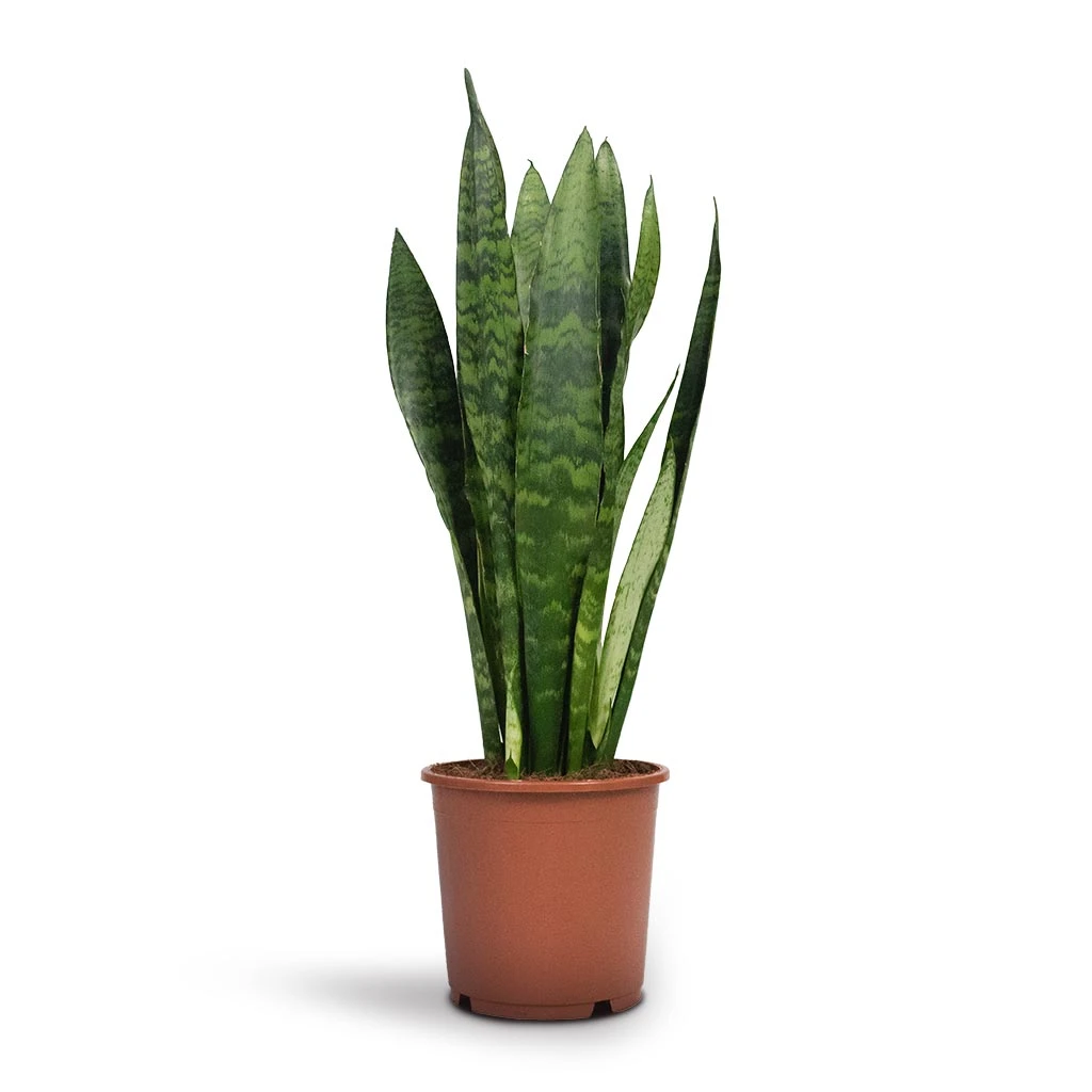 Sansevieria Trifasciata Black Coral - Snake Plant 11 Sansevieria Trifasciata Black Coral - Snake Plant - Image 9