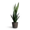 Sansevieria Trifasciata Black Coral - Snake Plant -Indoor Plants Store Sansevieria trifasciata Black Coral Snake Plant 15x45cm Selin Plant Basket Black Weave 18x16cm 83748757 6d06 4373 be60 421311593e74
