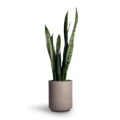 Sansevieria Trifasciata Black Coral - Snake Plant 32 Sansevieria Trifasciata Black Coral - Snake Plant -Indoor Plants Store Sansevieria trifasciata Black Coral Snake Plant 15x45cm Suzi Plant Pot Grey Washed 18x21 1