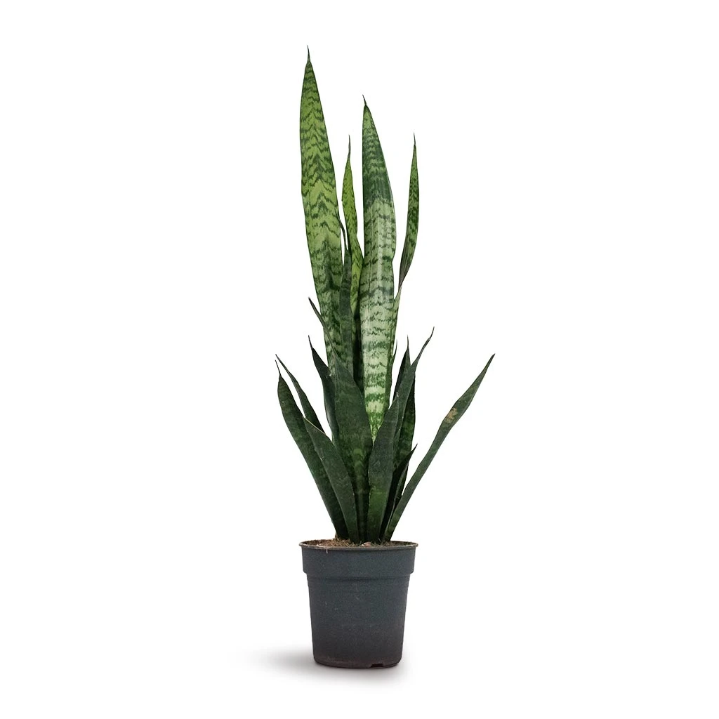Sansevieria Trifasciata Black Coral - Snake Plant 6 Sansevieria Trifasciata Black Coral - Snake Plant - Image 4