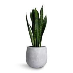 Sansevieria Trifasciata Black Coral - Snake Plant 31 Sansevieria Trifasciata Black Coral - Snake Plant -Indoor Plants Store Sansevieria trifasciata Black Coral Snake Plant 17x60cm Amber Plant Pot Light Grey 22x21cm 9dc0a28a fda2 4403 a139 a5a473a39546