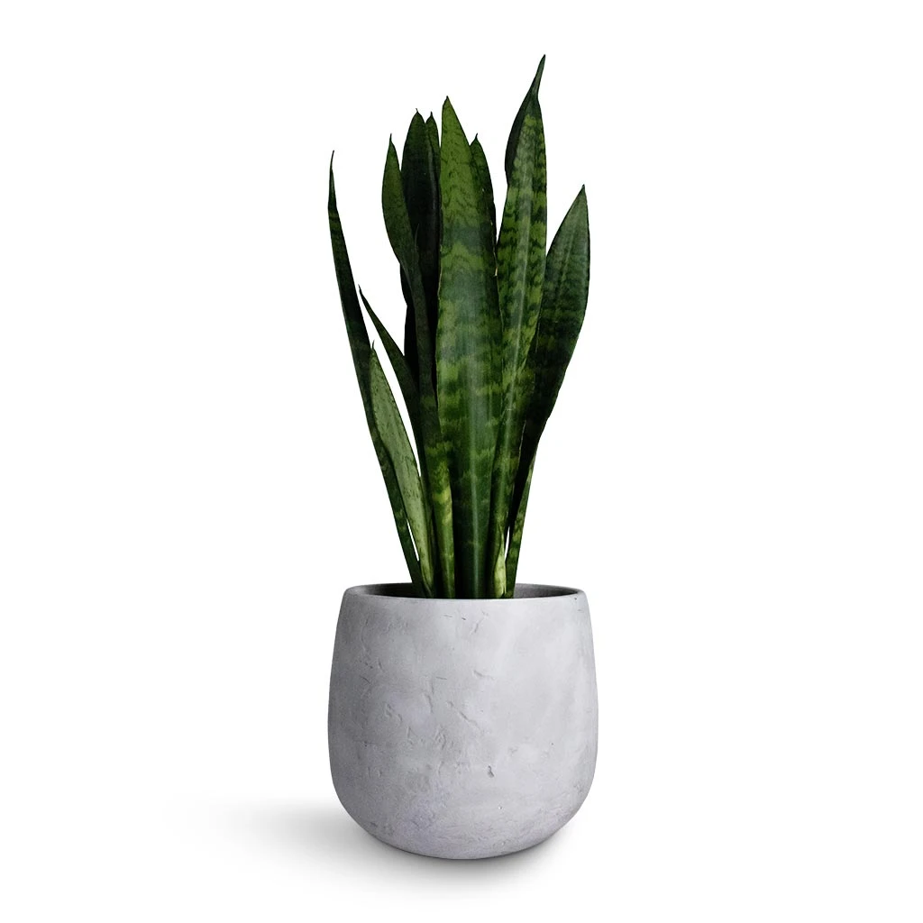 Sansevieria Trifasciata Black Coral - Snake Plant 15 Sansevieria Trifasciata Black Coral - Snake Plant - Image 13