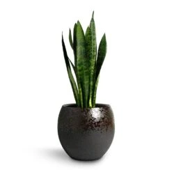 Sansevieria Trifasciata Black Coral - Snake Plant 28 Sansevieria Trifasciata Black Coral - Snake Plant -Indoor Plants Store Sansevieria trifasciata Black Coral Snake Plant 17x60cm Kae Plant Pot Mocha 29x26cm